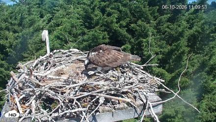 Medina Washington Live Osprey Nest Webcam - Jun 10, 2026, 11:10am PDT