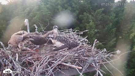 Medina Washington Live Osprey Nest Webcam - Jul 21, 2026, 9:12pm PDT
