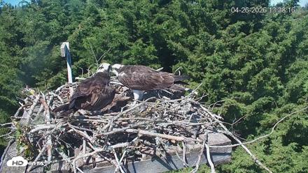 Medina Washington Live Osprey Nest Webcam - Apr 26, 2026, 1:39pm PDT