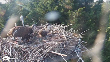 Medina Washington Live Osprey Nest Webcam - Jul 13, 2026, 6:21pm PDT