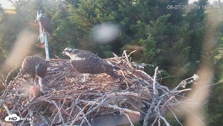 Medina Washington Live Osprey Nest Webcam - Aug 7, 2026, 7:18pm PDT