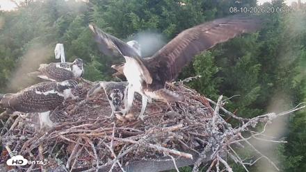 Medina Washington Live Osprey Nest Webcam - Aug 10, 2026, 8:06pm PDT