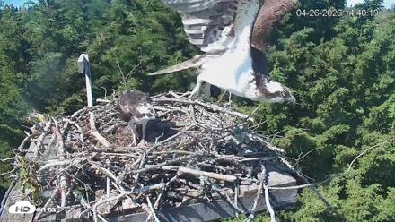 Medina Washington Live Osprey Nest Webcam - Apr 26, 2026, 2:41pm PDT
