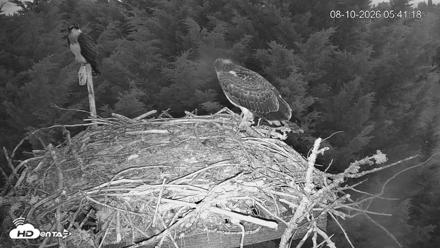 Medina Washington Live Osprey Nest Webcam - Aug 10, 2026, 5:42am PDT