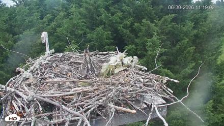 Medina Washington Live Osprey Nest Webcam - Jun 30, 2026, 11:19am PDT