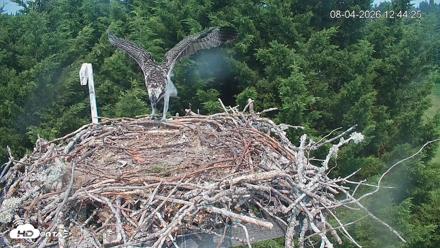 Medina Washington Live Osprey Nest Webcam - Aug 4, 2026, 12:45pm PDT