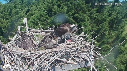 Medina Washington Live Osprey Nest Webcam - Jul 13, 2026, 11:19am PDT