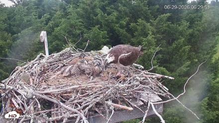 Medina Washington Live Osprey Nest Webcam - Jun 29, 2026, 6:30am PDT