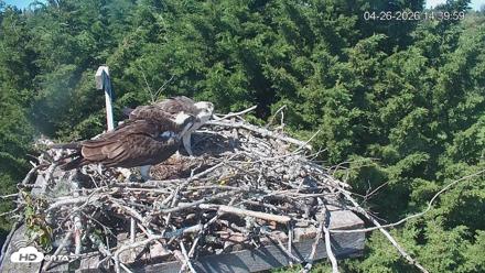 Medina Washington Live Osprey Nest Webcam - Apr 26, 2026, 2:40pm PDT