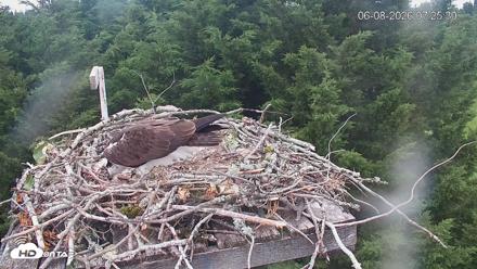 Medina Washington Live Osprey Nest Webcam - Jun 8, 2026, 7:26am PDT
