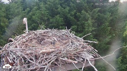 Medina Washington Live Osprey Nest Webcam - Jun 25, 2026, 5:38am PDT