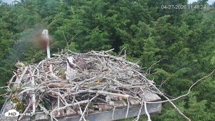 Medina Washington Live Osprey Nest Webcam - Apr 27, 2026, 11:49am PDT
