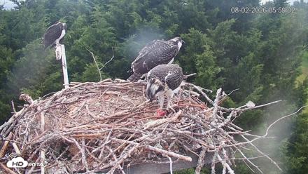 Medina Washington Live Osprey Nest Webcam - Aug 2, 2026, 6:00am PDT