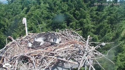 Medina Washington Live Osprey Nest Webcam - Aug 1, 2026, 11:54am PDT