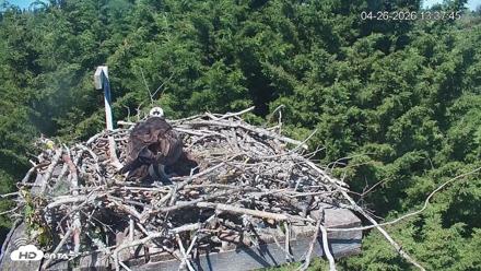Medina Washington Live Osprey Nest Webcam - Apr 26, 2026, 1:38pm PDT