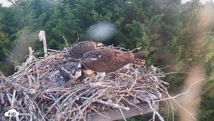 Medina Washington Live Osprey Nest Webcam - Jul 15, 2026, 6:09am PDT