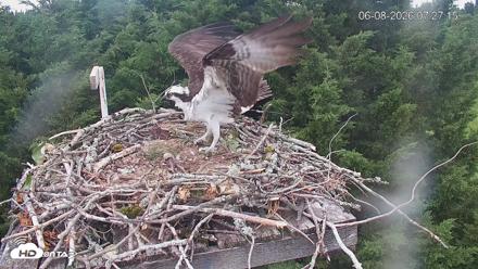Medina Washington Live Osprey Nest Webcam - Jun 8, 2026, 7:27am PDT