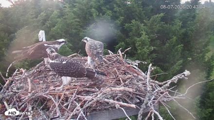Medina Washington Live Osprey Nest Webcam - Aug 7, 2026, 8:43pm PDT