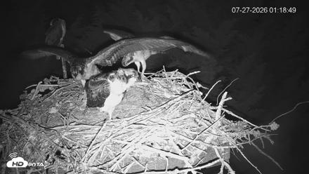 Medina Washington Live Osprey Nest Webcam - Jul 27, 2026, 1:19am PDT