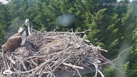 Medina Washington Live Osprey Nest Webcam - Jul 7, 2026, 4:55pm PDT