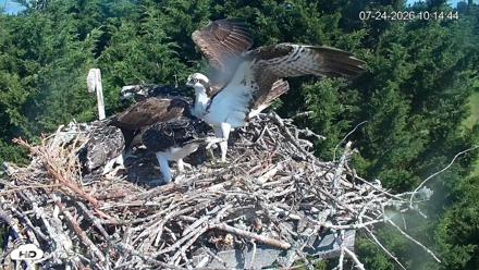 Medina Washington Live Osprey Nest Webcam - Jul 24, 2026, 10:17am PDT