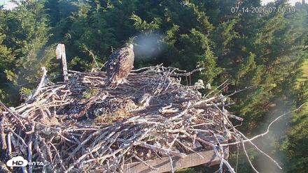 Medina Washington Live Osprey Nest Webcam - Jul 14, 2026, 7:01am PDT