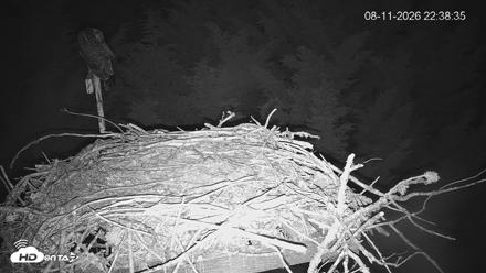 Medina Washington Live Osprey Nest Webcam - Aug 11, 2026, 10:39pm PDT