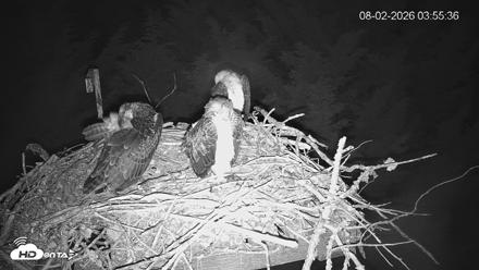 Medina Washington Live Osprey Nest Webcam - Aug 2, 2026, 3:56am PDT