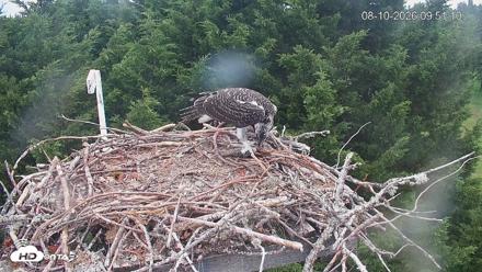Medina Washington Live Osprey Nest Webcam - Aug 10, 2026, 9:51am PDT