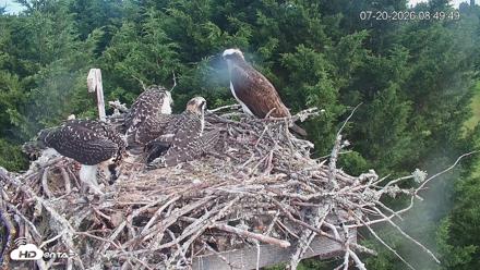 Medina Washington Live Osprey Nest Webcam - Jul 20, 2026, 8:51am PDT