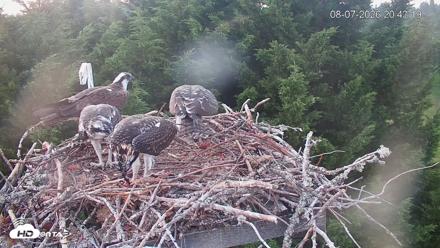 Medina Washington Live Osprey Nest Webcam - Aug 7, 2026, 8:44pm PDT