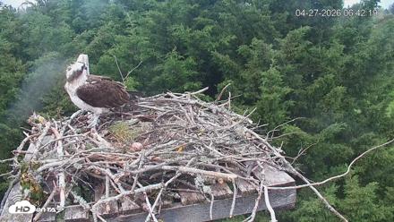Medina Washington Live Osprey Nest Webcam - Apr 27, 2026, 6:43am PDT