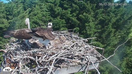 Medina Washington Live Osprey Nest Webcam - Jun 12, 2026, 9:44am PDT
