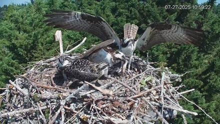 Medina Washington Live Osprey Nest Webcam - Jul 27, 2025, 11:04am PDT