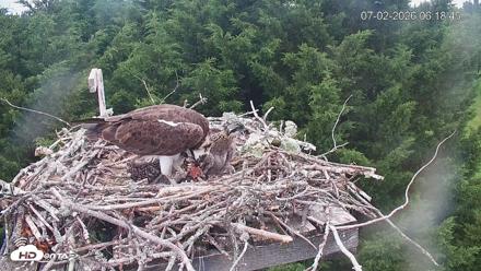 Medina Washington Live Osprey Nest Webcam - Jul 2, 2026, 6:19am PDT