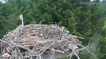 Medina Washington Live Osprey Nest Webcam - Jul 3, 2026, 8:55am PDT