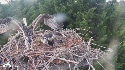 Medina Washington Live Osprey Nest Webcam - Jul 28, 2026, 6:49pm PDT