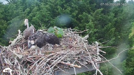 Medina Washington Live Osprey Nest Webcam - Jul 16, 2026, 9:35am PDT