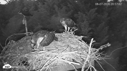 Medina Washington Live Osprey Nest Webcam - Aug 7, 2026, 8:58pm PDT