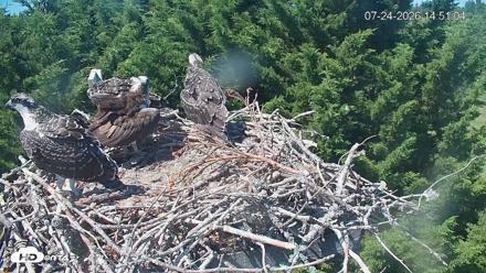 Medina Washington Live Osprey Nest Webcam - Jul 24, 2026, 2:51pm PDT