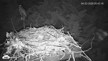 Medina Washington Live Osprey Nest Webcam - Apr 22, 2026, 5:44am PDT