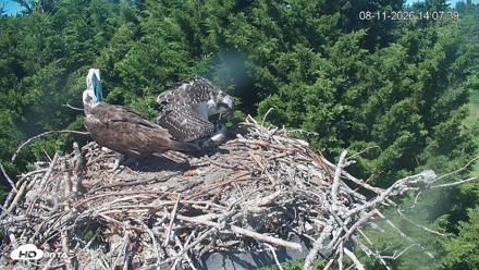 Medina Washington Live Osprey Nest Webcam - Aug 11, 2026, 2:08pm PDT
