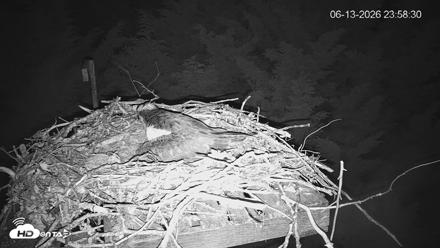 Medina Washington Live Osprey Nest Webcam - Jun 13, 2026, 11:59pm PDT