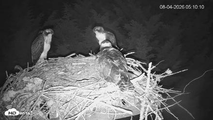 Medina Washington Live Osprey Nest Webcam - Aug 4, 2026, 5:11am PDT