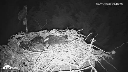 Medina Washington Live Osprey Nest Webcam - Jul 26, 2026, 11:49pm PDT