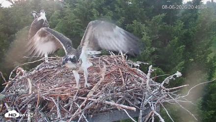 Medina Washington Live Osprey Nest Webcam - Aug 6, 2026, 8:49pm PDT