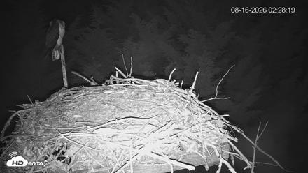 Medina Washington Live Osprey Nest Webcam - Aug 16, 2026, 2:29am PDT