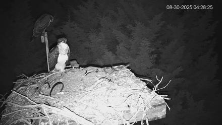 Medina Washington Live Osprey Nest Webcam - Aug 30, 2025, 4:29am PDT