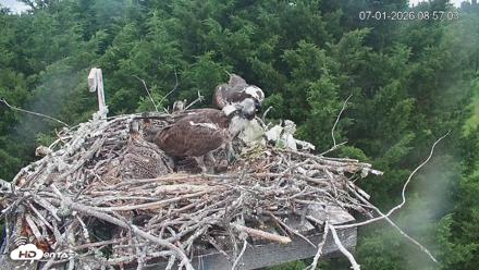 Medina Washington Live Osprey Nest Webcam - Jul 1, 2026, 8:58am PDT