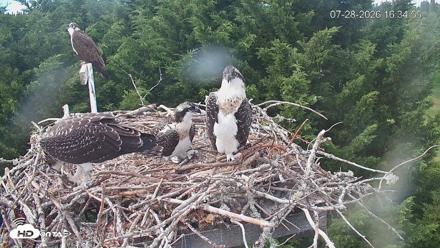 Medina Washington Live Osprey Nest Webcam - Jul 28, 2026, 4:35pm PDT